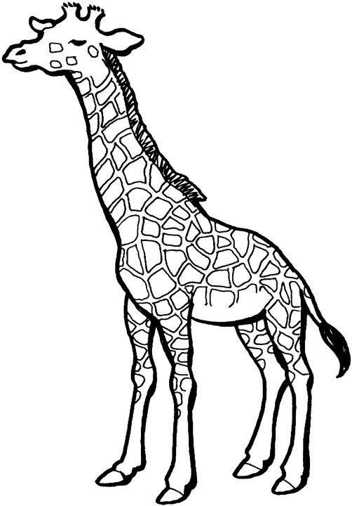 Jirafa #5270