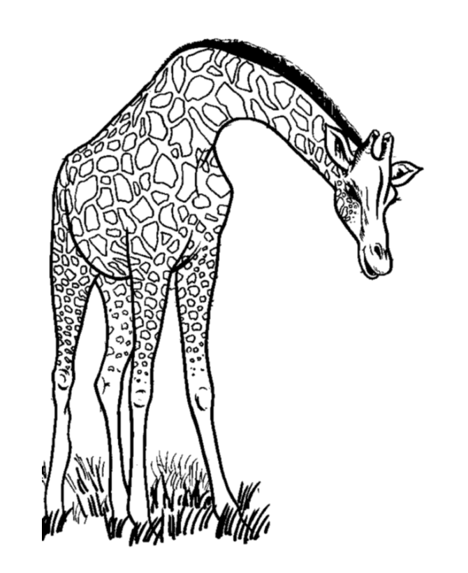 Jirafa #5271
