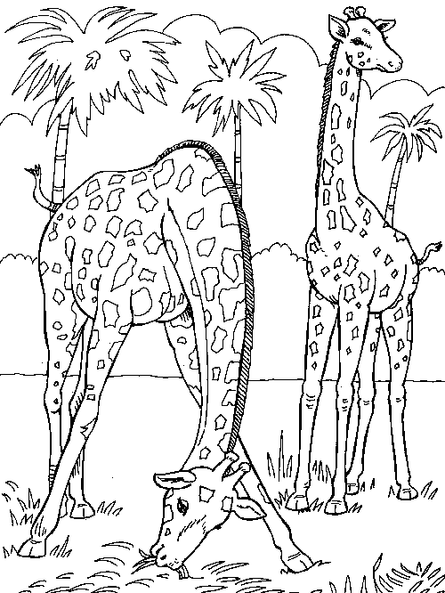 Jirafa #5291
