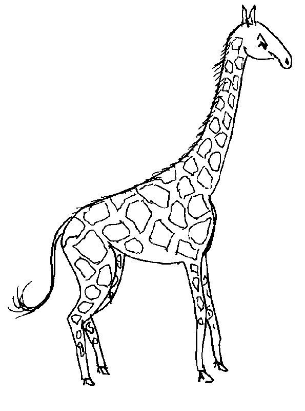 Jirafa #5292