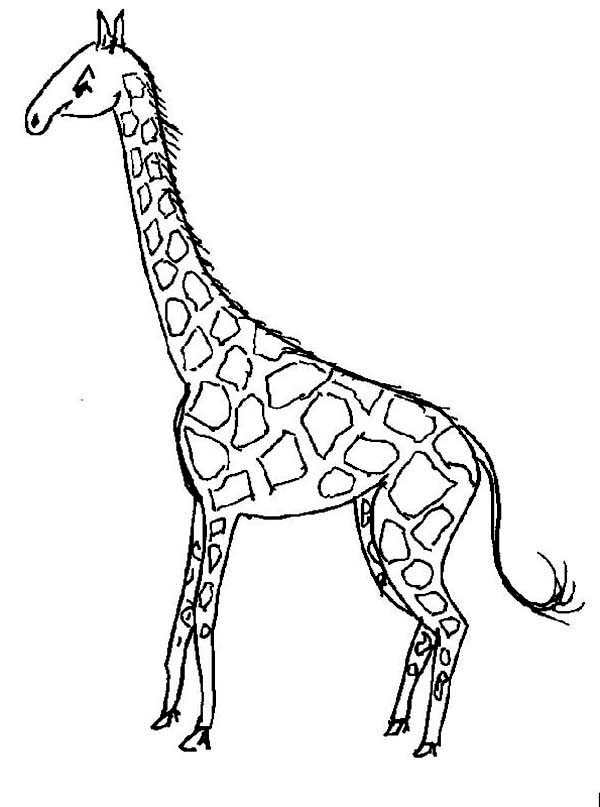 Jirafa #5307
