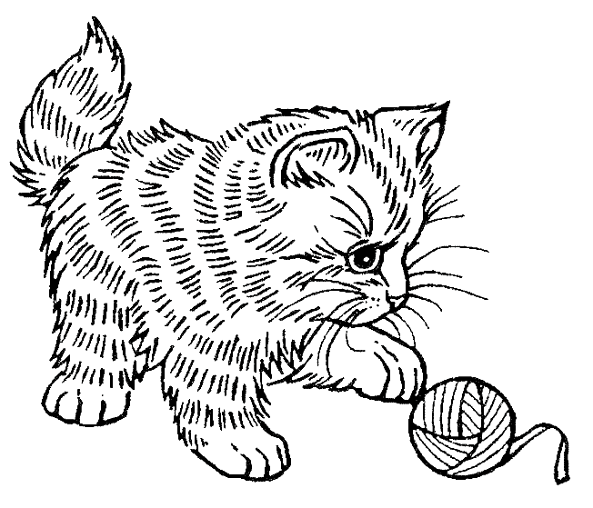 Gatito #5343