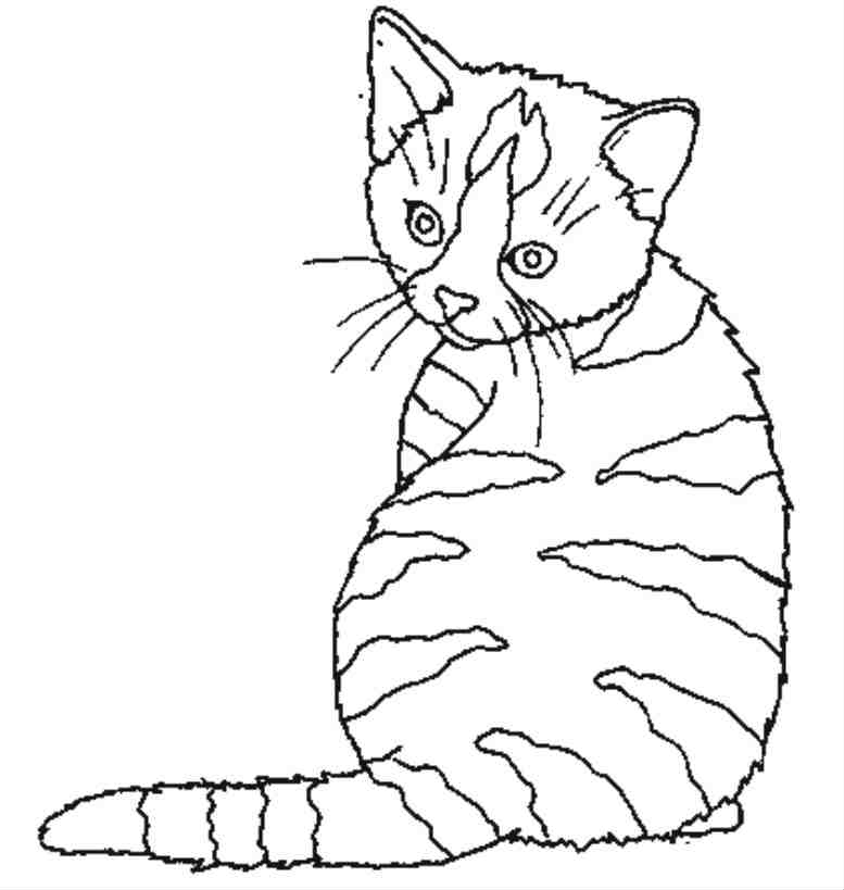 Gatito #5347