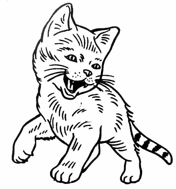 Gatito #5350