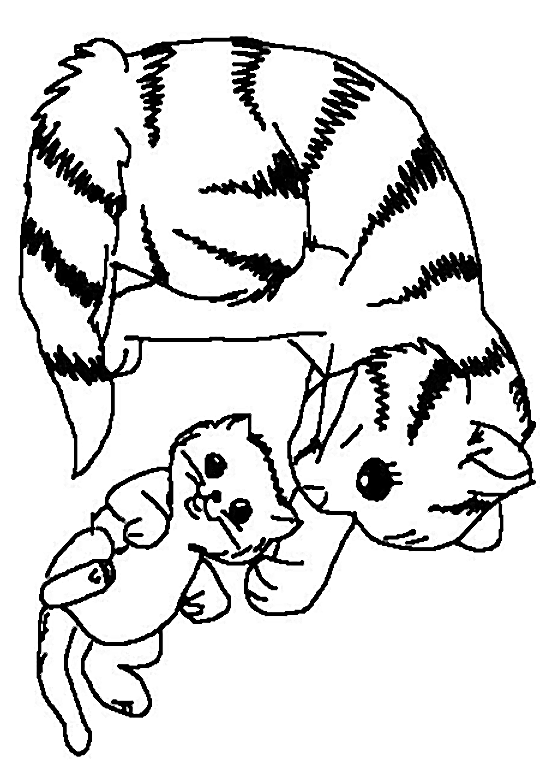Gatito #5351