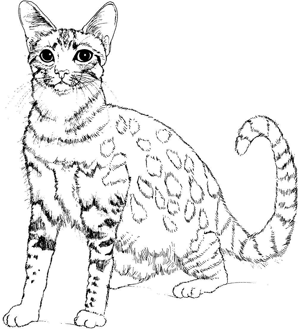 Gatito #5352