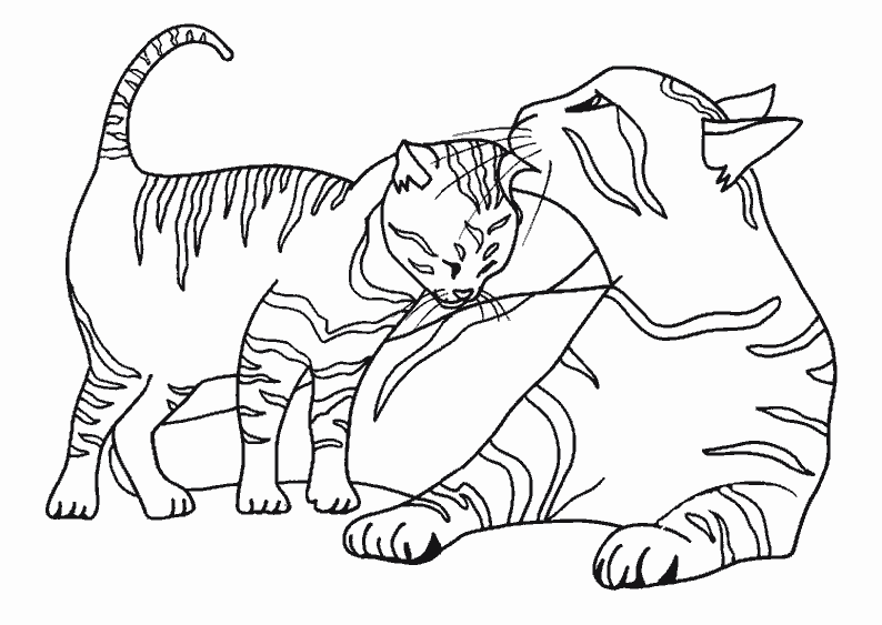 Gatito #5353