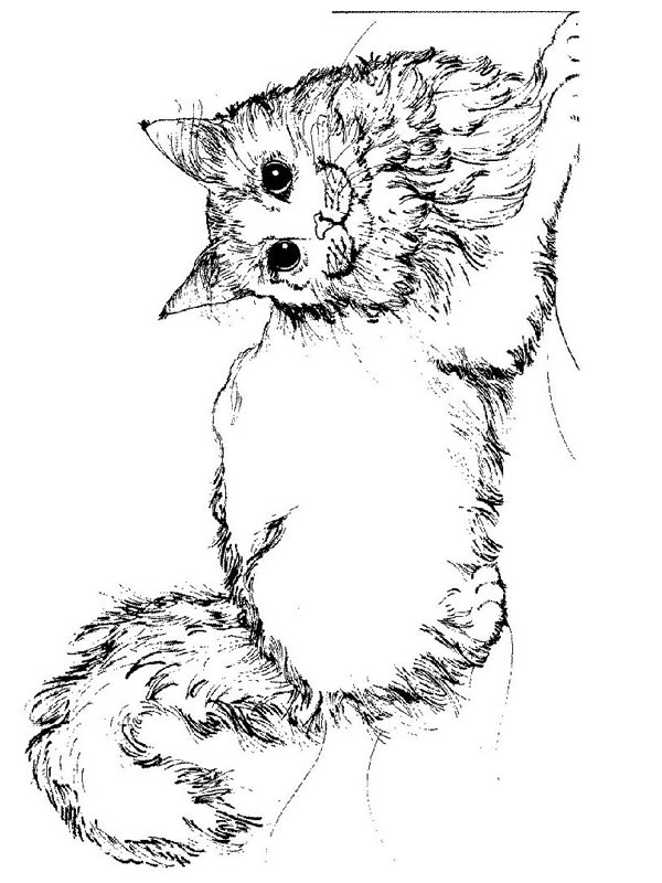Gatito #5372