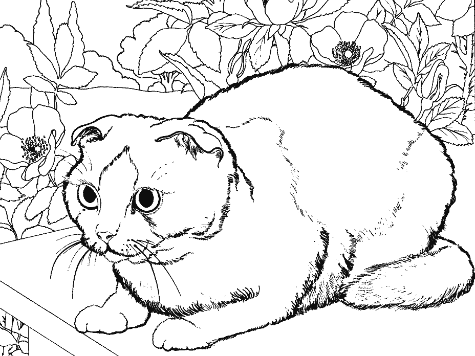 Gatito #5378