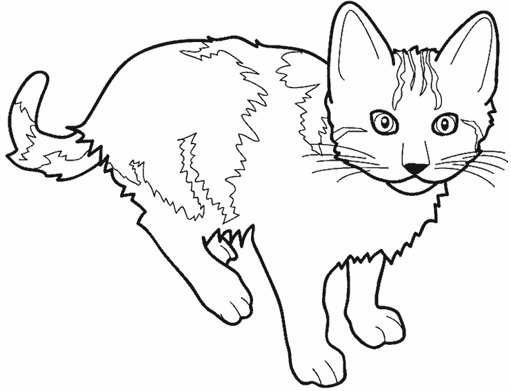Gatito #5387