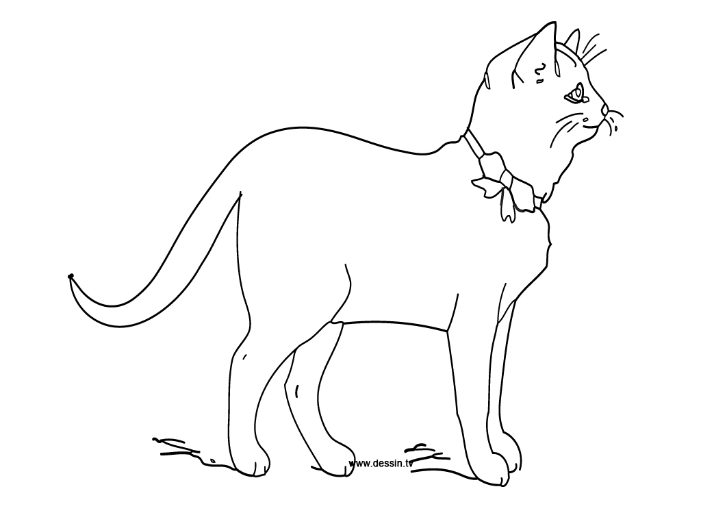 Gatito #5393