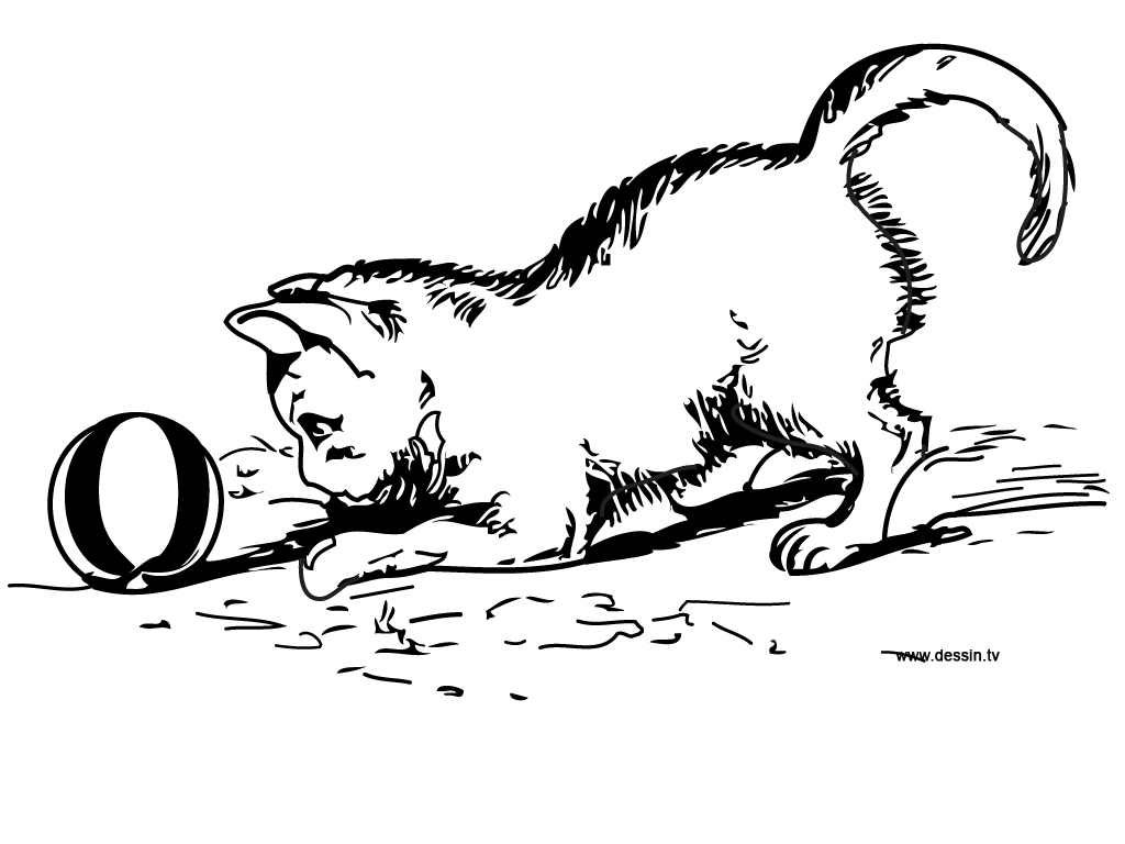 Gatito #5401