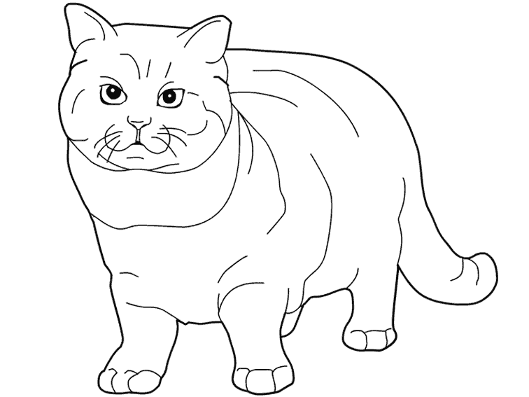 Gatito #5404