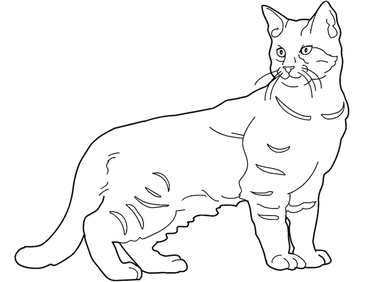 Gatito #5405