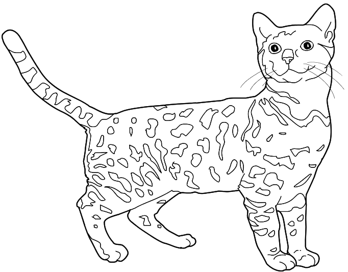 Gatito #5406