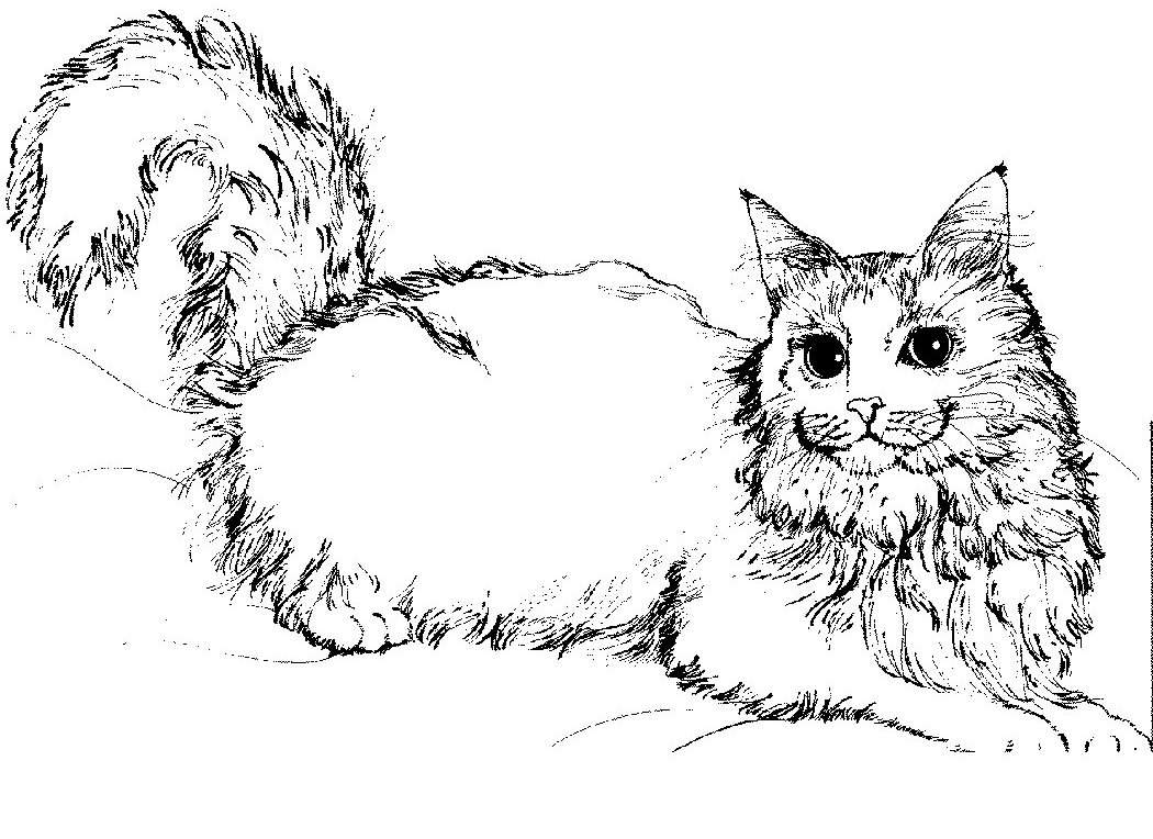 Gatito #5419