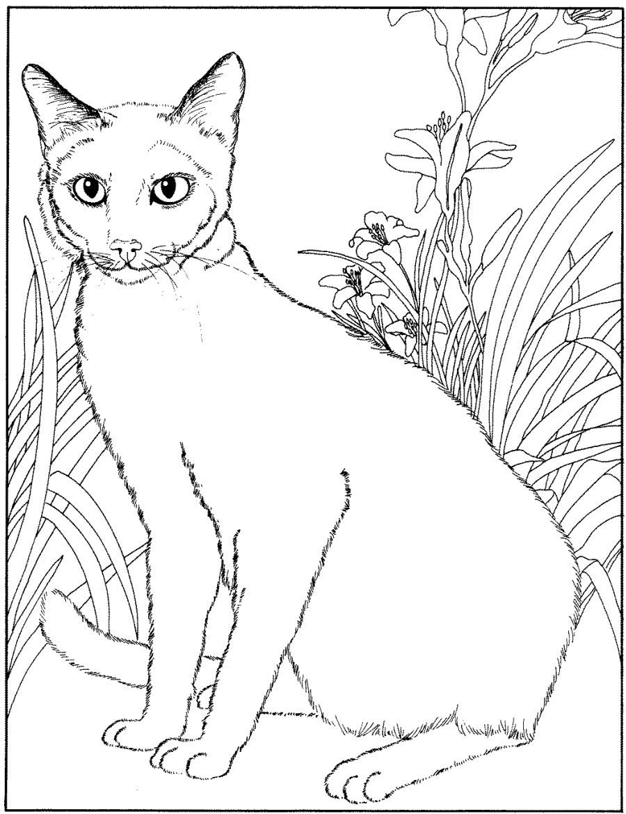 Gatito #5421
