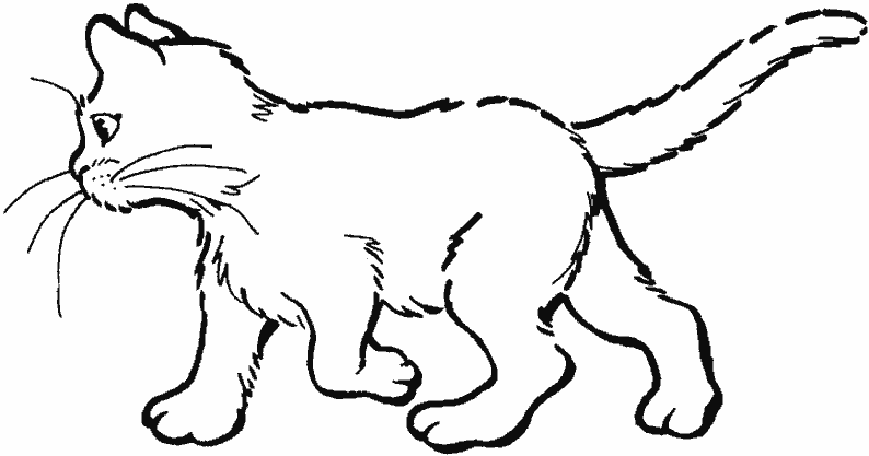 Gatito #5430