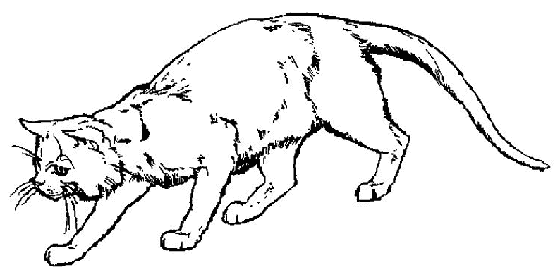 Gatito #5447