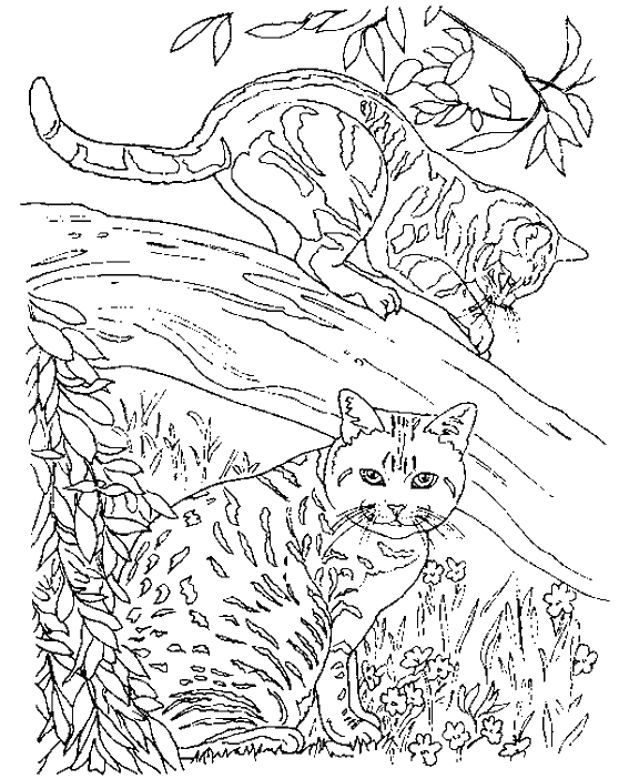 Gatito #5451