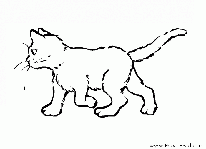 Gatito #5467