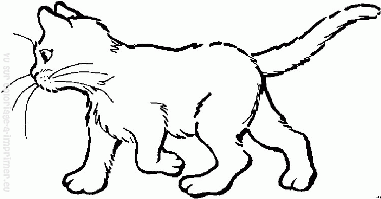 Gatito #5471