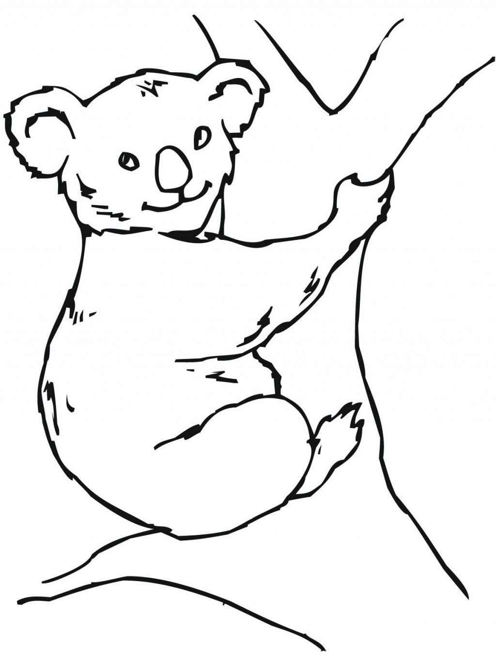 Koala #5493