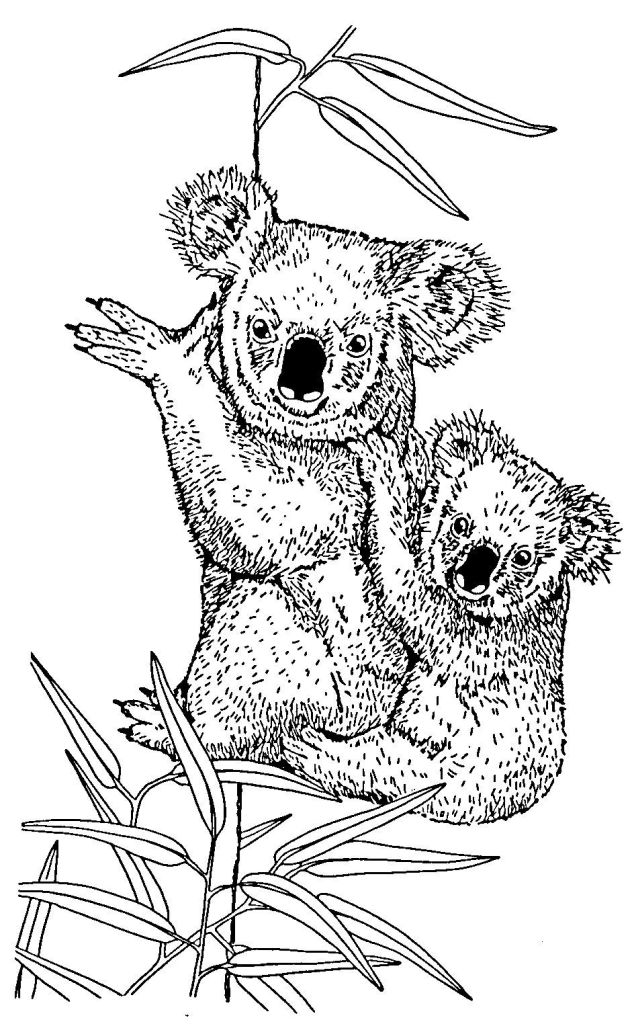 Koala #5497