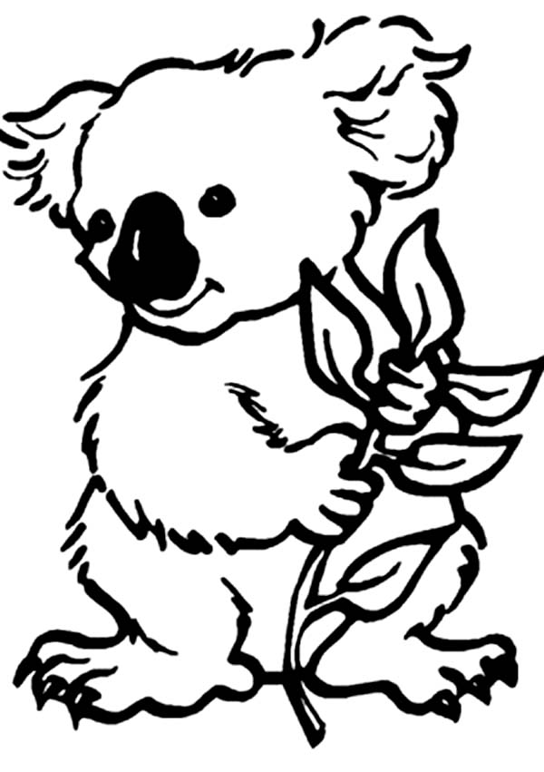 Koala #5498