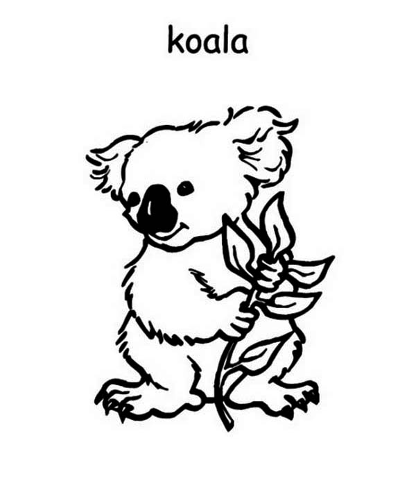 Koala #5499