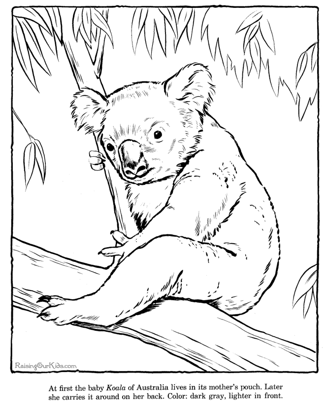 Koala #5501