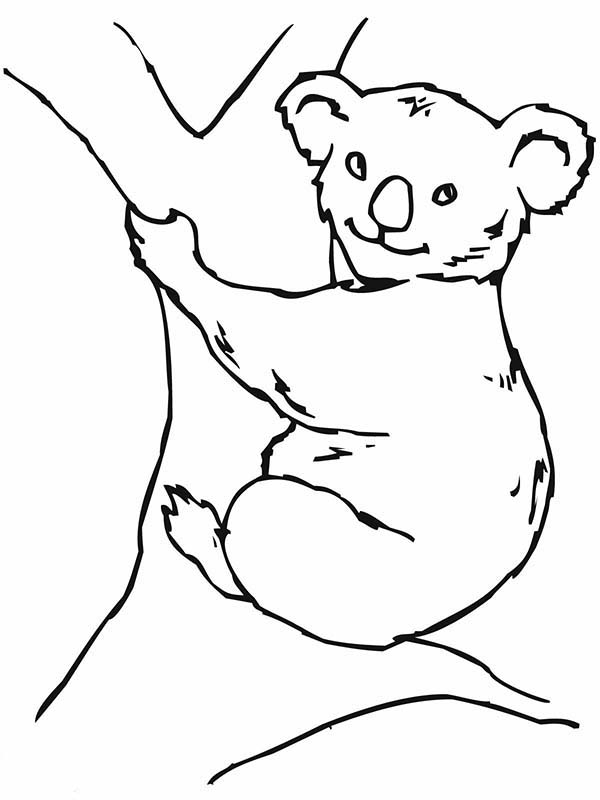 Koala #5504