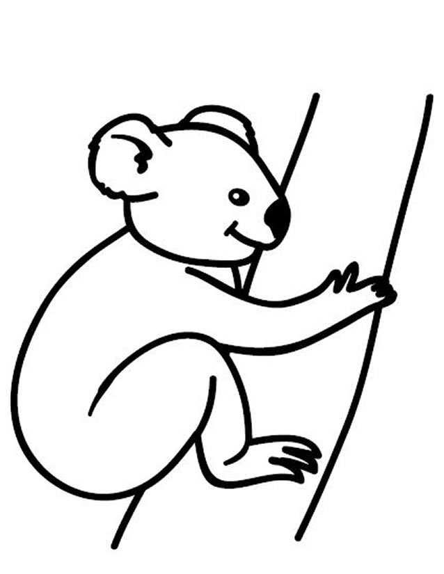 Koala #5506