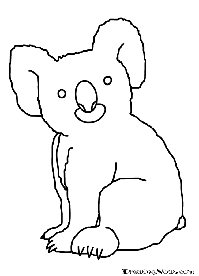 Koala #5507