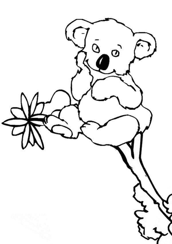 Koala #5513