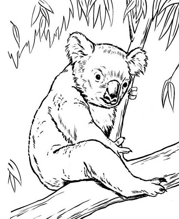Koala #5514