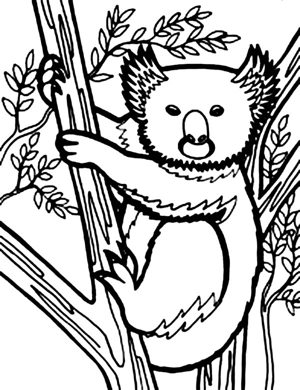 Koala #5522