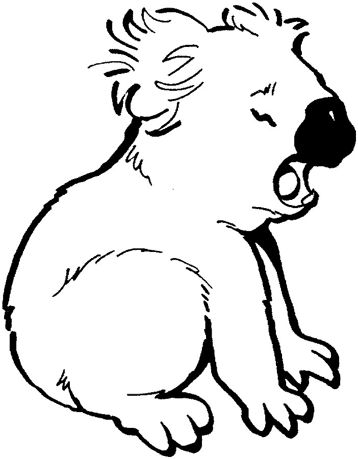 Koala #5524