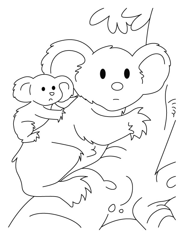 Koala #5527