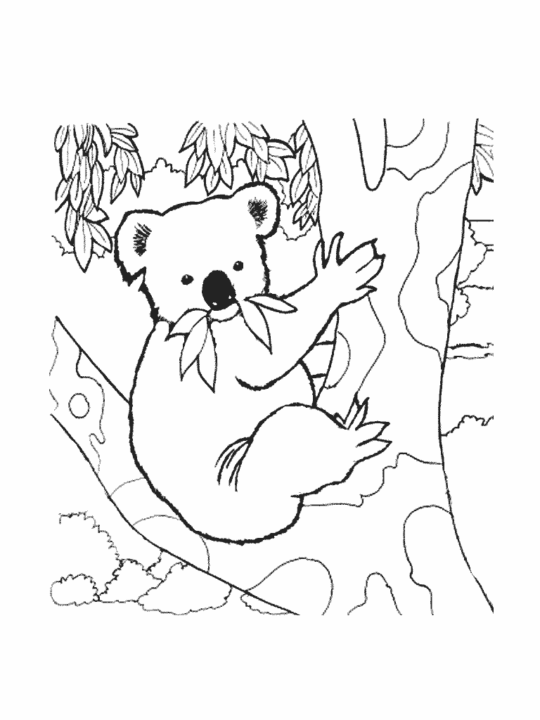 Koala #5528
