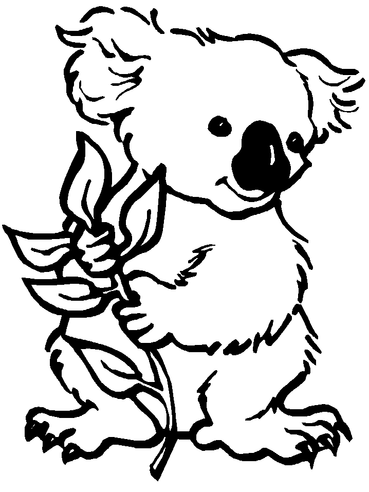 Koala #5529