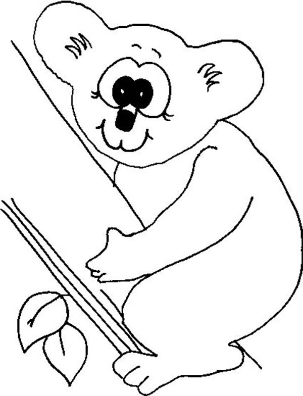 Koala #5531