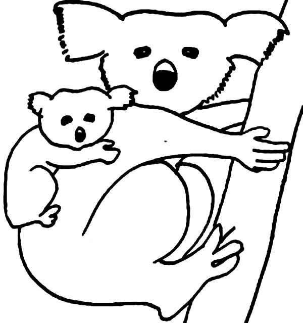Koala #5539