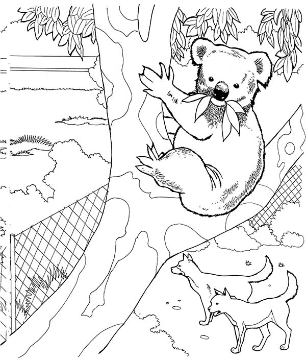 Koala #5541
