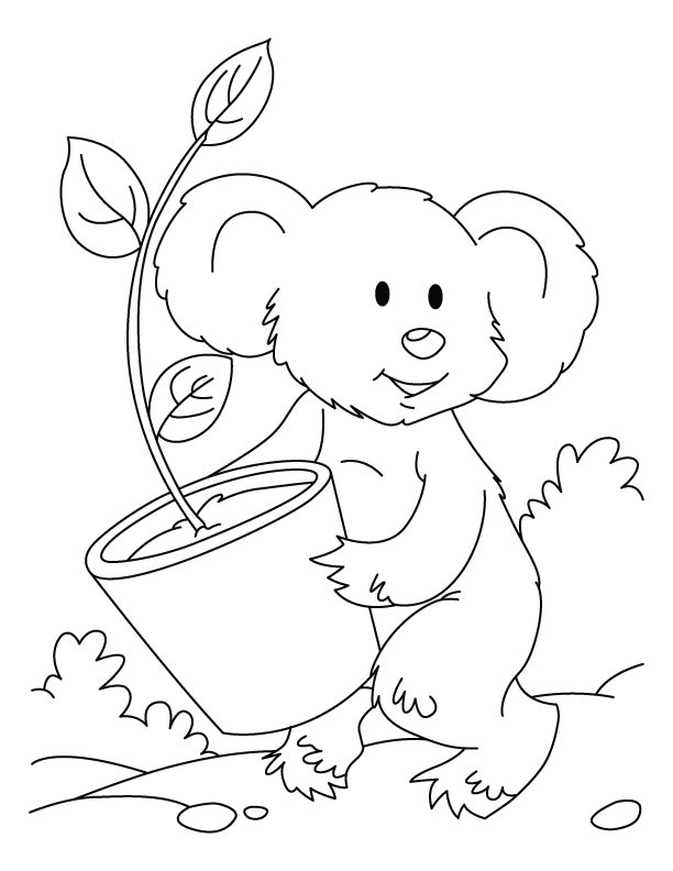 Koala #5543