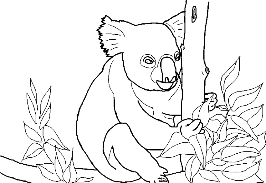 Koala #5544