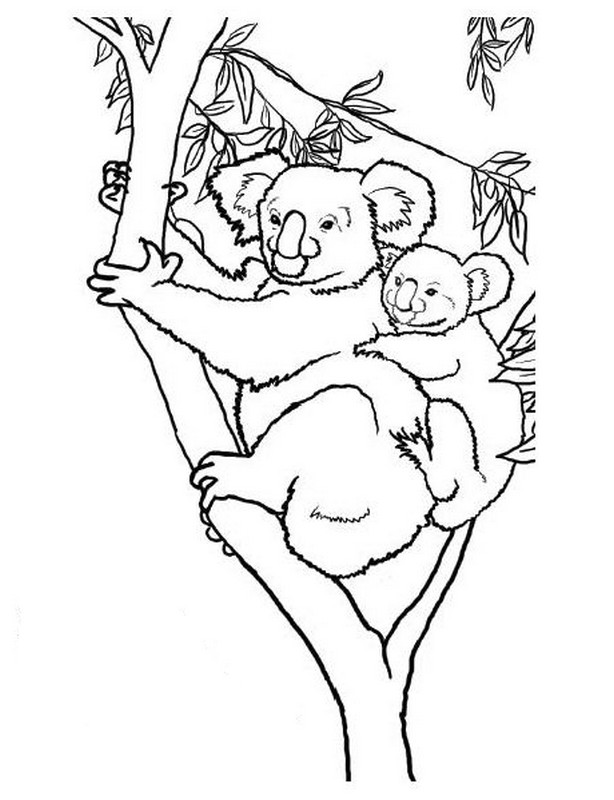 Koala #5545