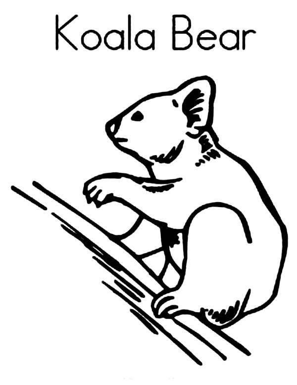 Koala #5547