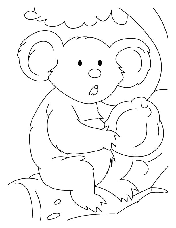 Koala #5549