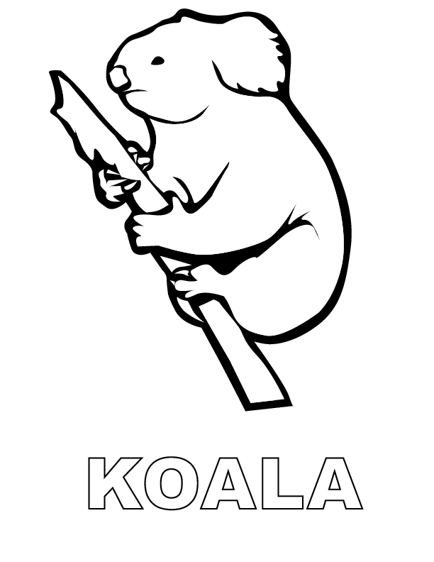 Koala #5552